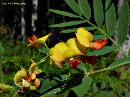 {Sesbania vesicaria}